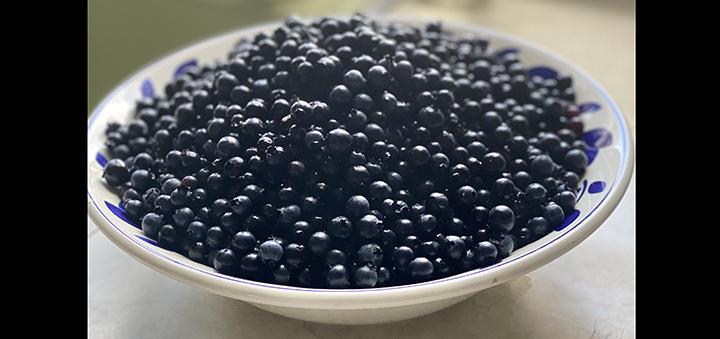 Coventry To Celebrate Its 16th Annual Blueberry Festival